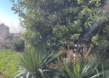 Giardino - Semi-detached house Via Cristoforo Colombo
 
56, Moncalieri - photo 5