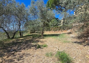 uliveto (1).jpg - Villa Via Sasso Grosso 2, Montecchio - photo 26
