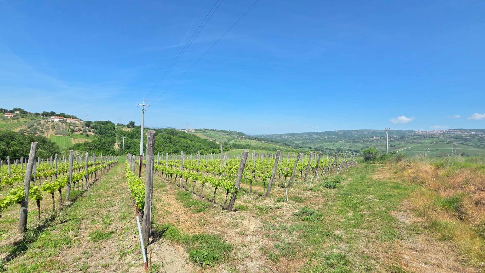 Foto 3 - Agricultural land Candriano, Torella dei Lombardi - photo 3