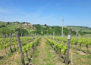 Foto 1 - Agricultural land Candriano, Torella dei Lombardi - photo 1