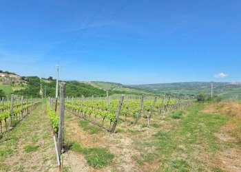 Foto 3 - Agricultural land Candriano, Torella dei Lombardi - photo 3