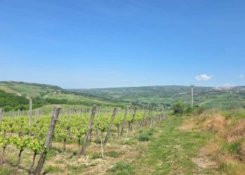 Foto 4 - Agricultural land Candriano, Torella dei Lombardi - photo 4