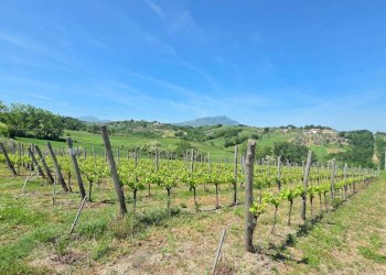 Foto 5 - Agricultural land Candriano, Torella dei Lombardi - photo 5