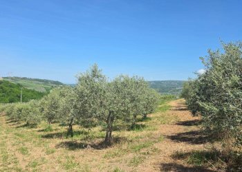 Foto 10 - Agricultural land Candriano, Torella dei Lombardi - photo 10