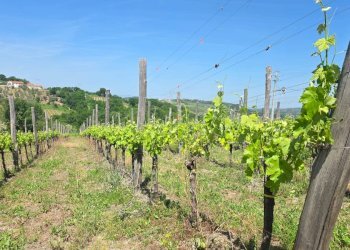 Foto 12 - Agricultural land Candriano, Torella dei Lombardi - photo 12