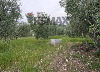 Giardino - Terreno agricolo Località Tor Di Lupo, Mattinata - foto 6