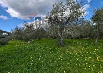 Giardino - Terreno agricolo Località Tor Di Lupo, Mattinata - foto 8