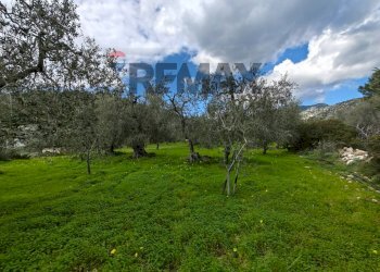 Giardino - Terreno agricolo Località Tor Di Lupo, Mattinata - foto 9