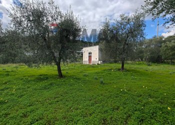 Giardino - Terreno agricolo Località Tor Di Lupo, Mattinata - foto 10