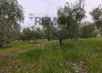 Giardino - Terreno agricolo Località Tor Di Lupo, Mattinata - foto 29