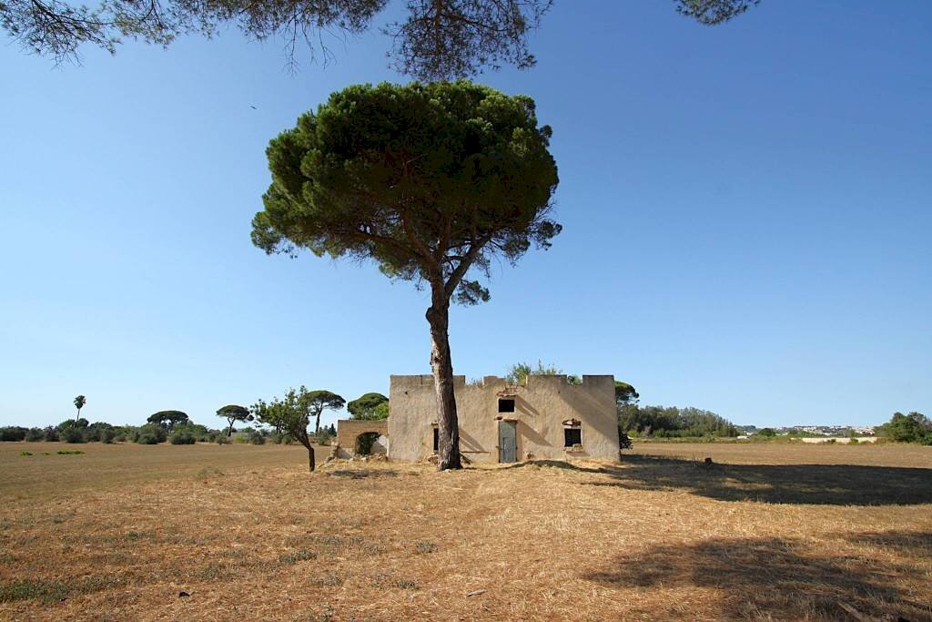 Rustic strada Provinciale Gallipoli Parabita Maglie, Alezio - photo 3