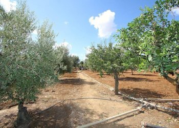 Terreno - Warehouse SP223, Gallipoli - photo 11