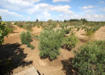 Terreno - Warehouse SP223, Gallipoli - photo 20