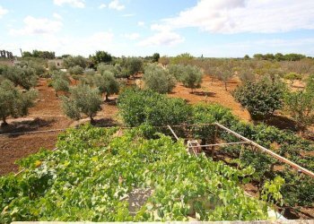 Terreno - Warehouse SP223, Gallipoli - photo 22