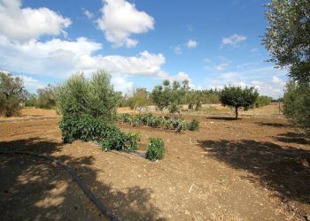 Terreno - Warehouse SP223, Gallipoli - photo 27
