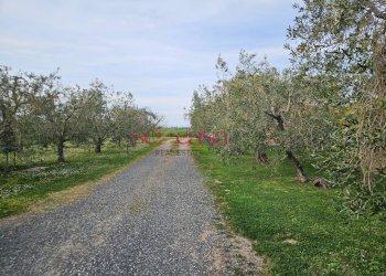 Foto 23 - Agriturismo Grosseto - photo 23