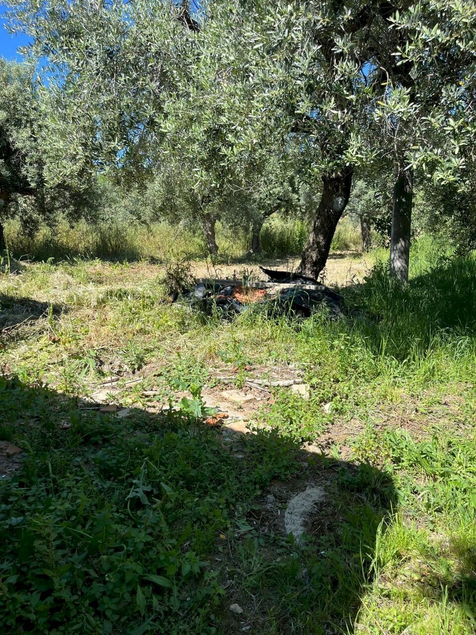 WhatsApp Image 2026-05-12 at 12.26.53.jpg - Terratetto - Terracielo Via Paolo Borsellino 51, Frisa - foto 3