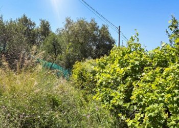 Agricultural land Via fossati, Cipressa - photo 7
