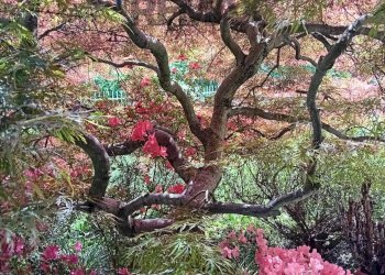 Giardino - Villa VIA BRIANZOLA
 
21, Carnago - foto 68