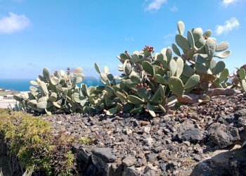 Giardino - Independent house Pantelleria - photo 19