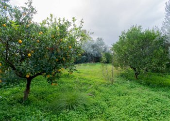 Giardino - Semi-detached house via Olio di Lino
 
16, Palermo - photo 28