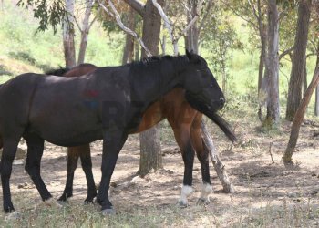 Non correlato - Rustico Petralia Sottana - foto 32