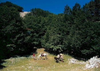 Giardino - Rustico Petralia Sottana - foto 34