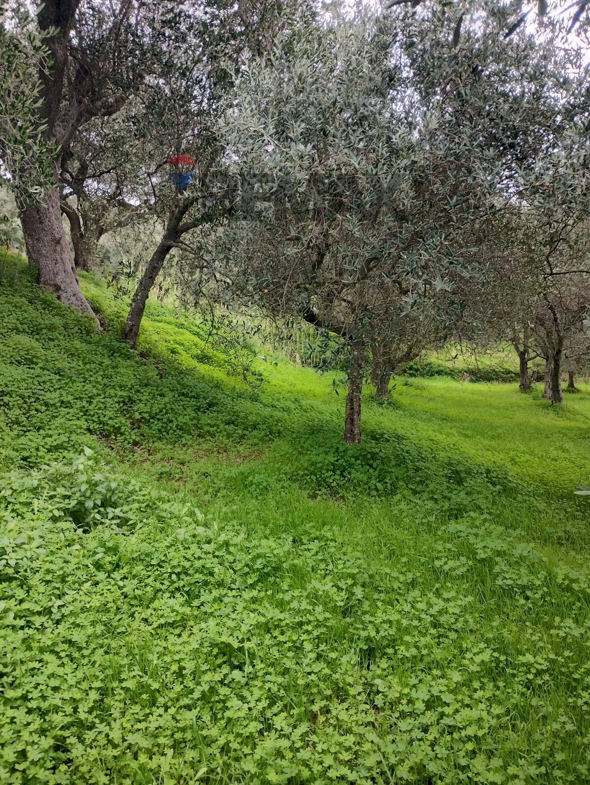 Giardino - Terreno agricolo CONTRADA NOVELLO
63/57, Ficarra - foto 2