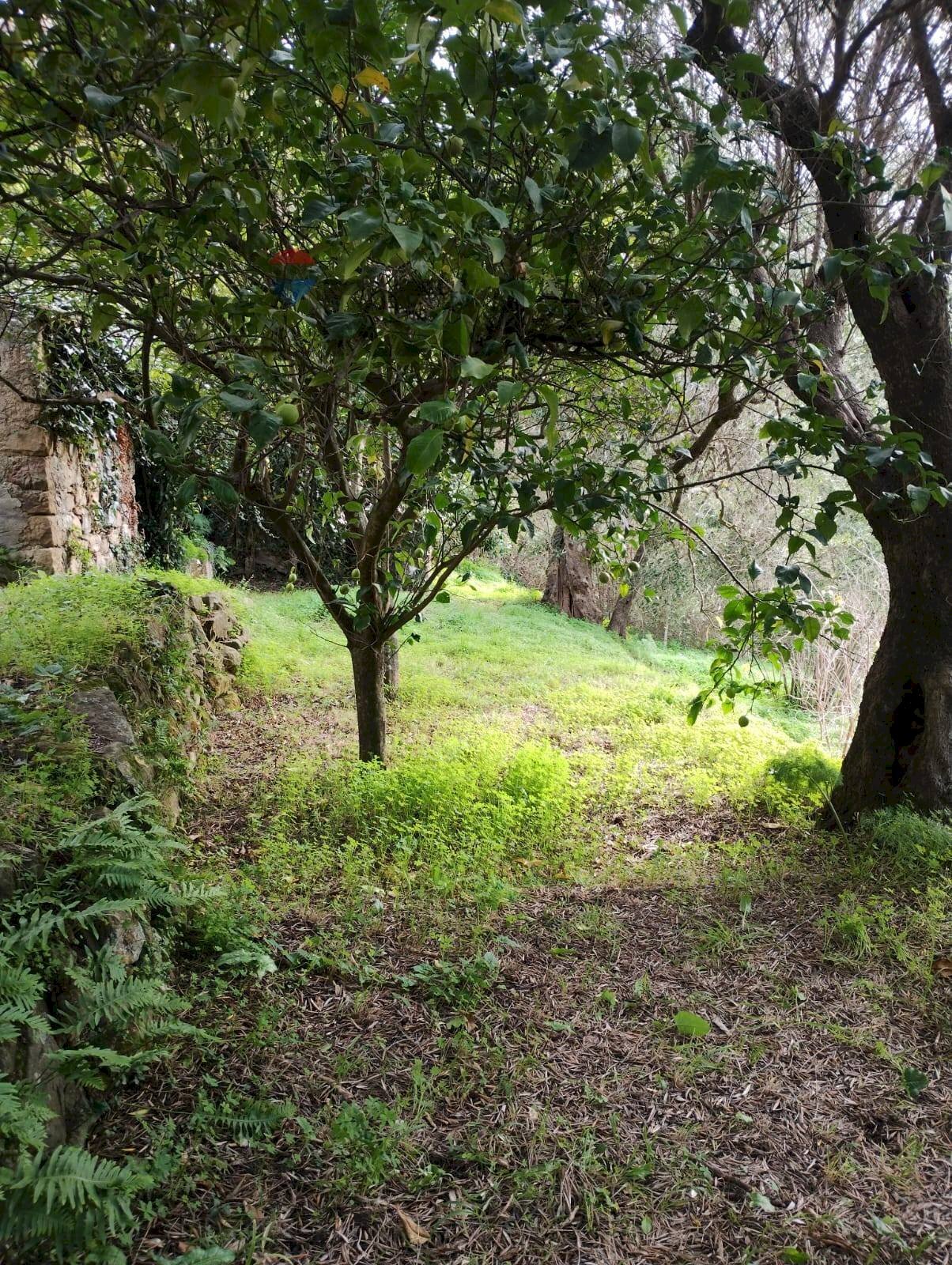 Giardino - Terreno agricolo CONTRADA NOVELLO
63/57, Ficarra - foto 3