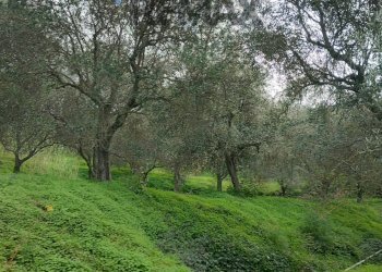 Giardino - Terreno agricolo CONTRADA NOVELLO
63/57, Ficarra - foto 1
