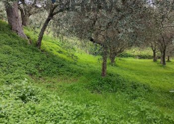 Giardino - Terreno agricolo CONTRADA NOVELLO
63/57, Ficarra - foto 2