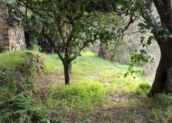 Giardino - Terreno agricolo CONTRADA NOVELLO
63/57, Ficarra - foto 3