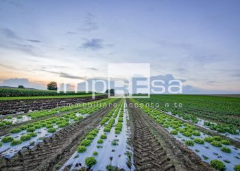 Foto 5 - Terreno agricolo via murazzetta
 
2, Eraclea - foto 5