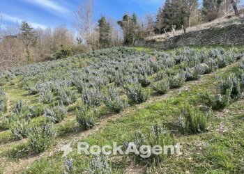 Terreno - Commercial Activity via Piave, Borgo Val di Taro - photo 20