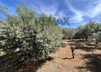Giardino - Terreno agricolo via san luigi, Camporotondo Etneo - foto 7