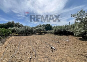 Giardino - Terreno agricolo via san luigi, Camporotondo Etneo - foto 9