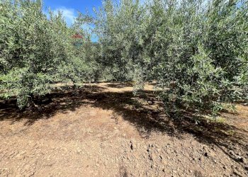 Giardino - Terreno agricolo via san luigi, Camporotondo Etneo - foto 13