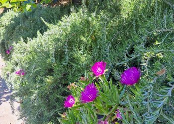 Giardino - Rustic Castagneto Carducci - photo 46
