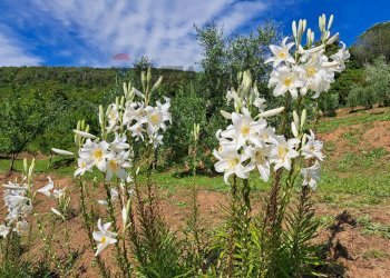 Giardino - Rustic Castagneto Carducci - photo 47