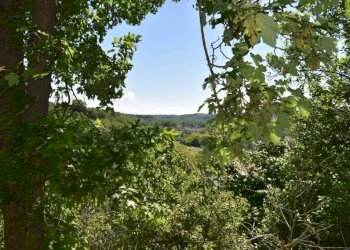 Terreno - Rustico via Giuseppe Mazzini, Belveglio - foto 21