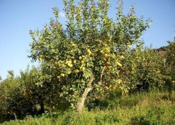 Giardino - Terreno agricolo Via Catusi
47, Acireale - foto 4
