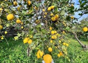 Dettagli - Terreno agricolo Via Catusi
47, Acireale - foto 6