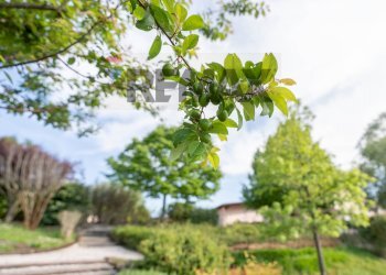 Giardino - Villa Fraz. Costa
 
125, Arcevia - foto 66