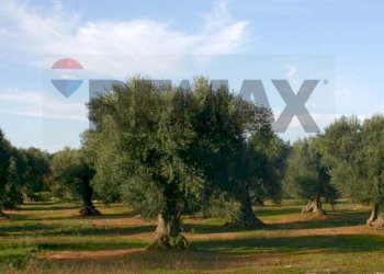 Giardino - Terreno edificabile Via Xiboli
 
404, Caltanissetta - foto 5