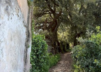Giardino - Agricultural land Strada Cappella - Contrada Convento
21, Rodi Garganico - photo 18
