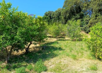 Giardino - Terreno agricolo Contrada Convento - WVFX+897
 
21, Rodi Garganico - foto 15