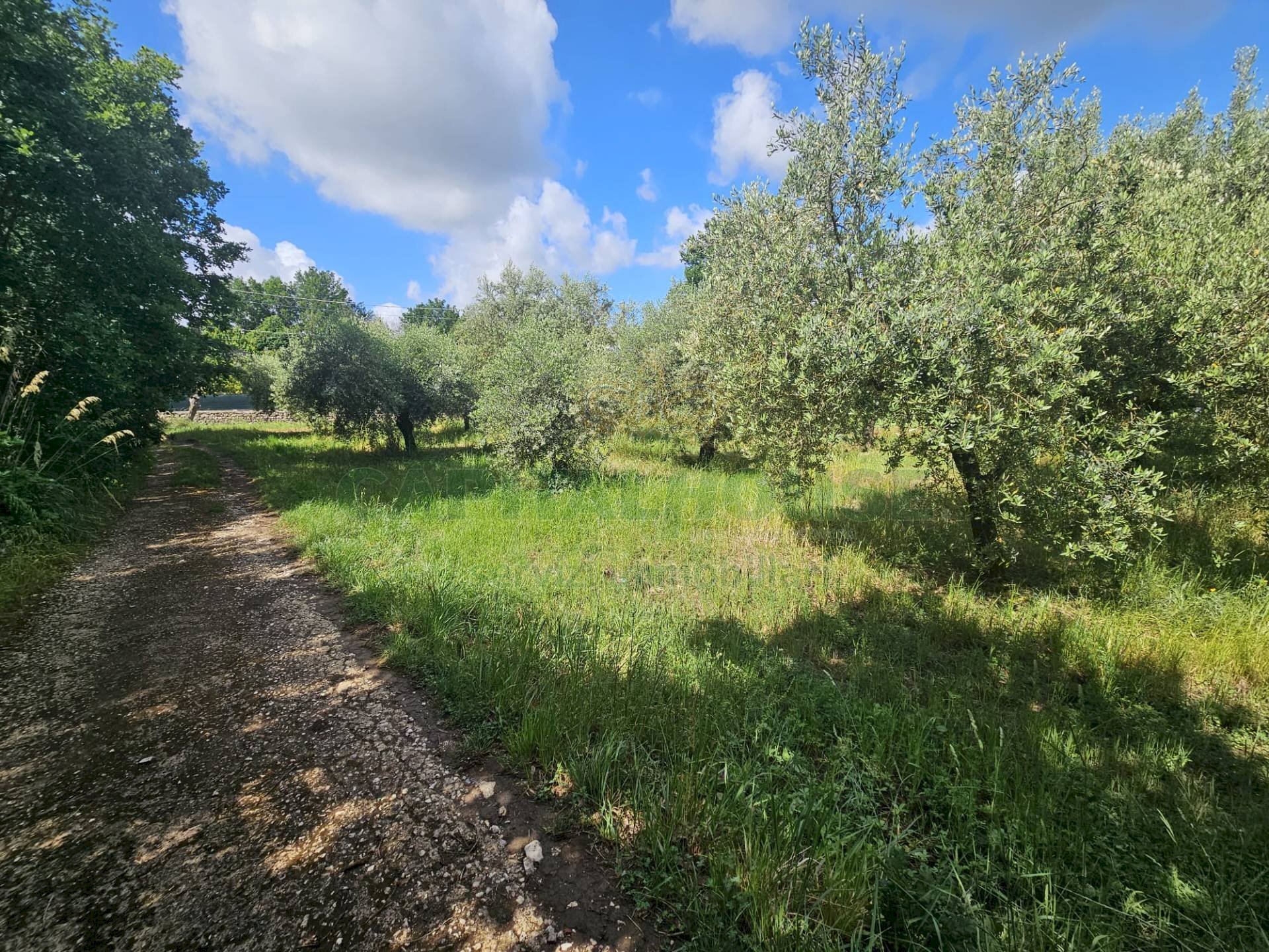 Foto 1 - Terreno agricolo Calvi Risorta - foto 1