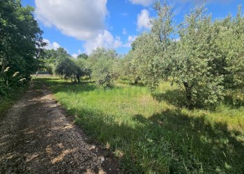 Foto 1 - Terreno agricolo Calvi Risorta - foto 1
