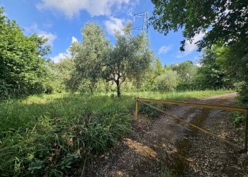 Foto 3 - Terreno agricolo Calvi Risorta - foto 3