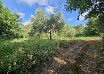 Foto 4 - Terreno agricolo Calvi Risorta - foto 4